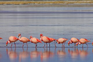  Laguna Colorada